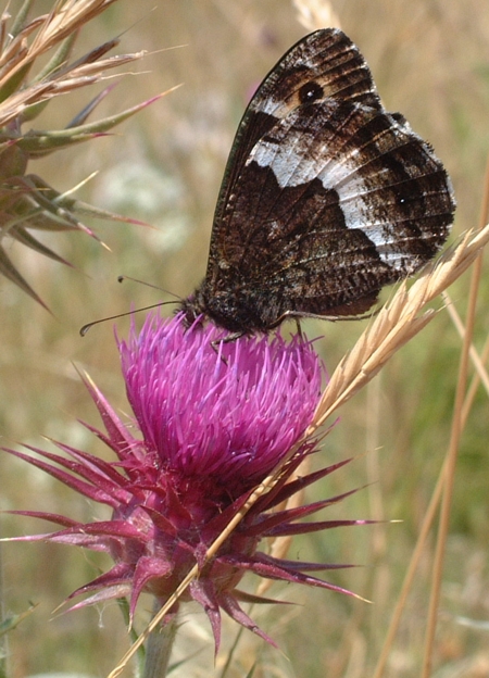 Hipparchia sp.